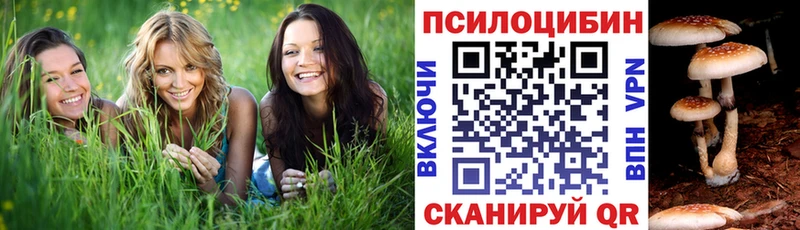 Купить где  Оса  Галлюциногенные грибы мухоморы 